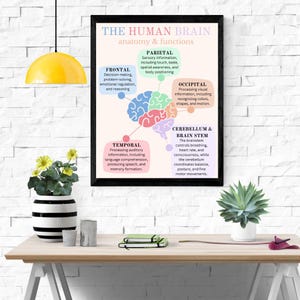May include: A colorful illustration of the human brain with labels for each lobe and its function. The lobes are labeled: Frontal, Parietal, Occipital, Temporal, Cerebellum & Brain Stem. The text "THE HUMAN BRAIN anatomy & functions" is at the top of the image.