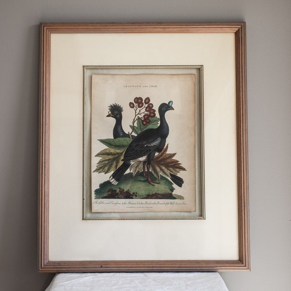 Framed Antique Hand Colored Engraving, John Wilkes, Crataegus and Crax,The Globe-cered Curasson & The Mexican Cashew-Bird, Wall Art