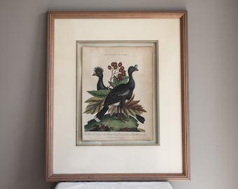 Framed Antique Hand Colored Engraving, John Wilkes, Crataegus and Crax,The Globe-cered Curasson & The Mexican Cashew-Bird, Wall Art