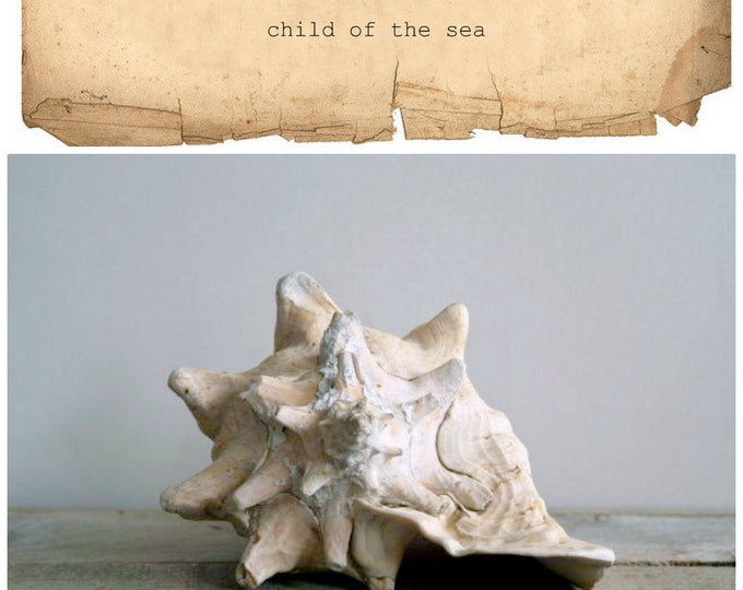 Vintage Queen Conch Shell, Beach Treasure/ Relic, Ocean Abode, Home ...
