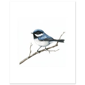 Impresión artística en acuarela de Willie Wagtail - Póster de pájaros pastel - Decoración natural