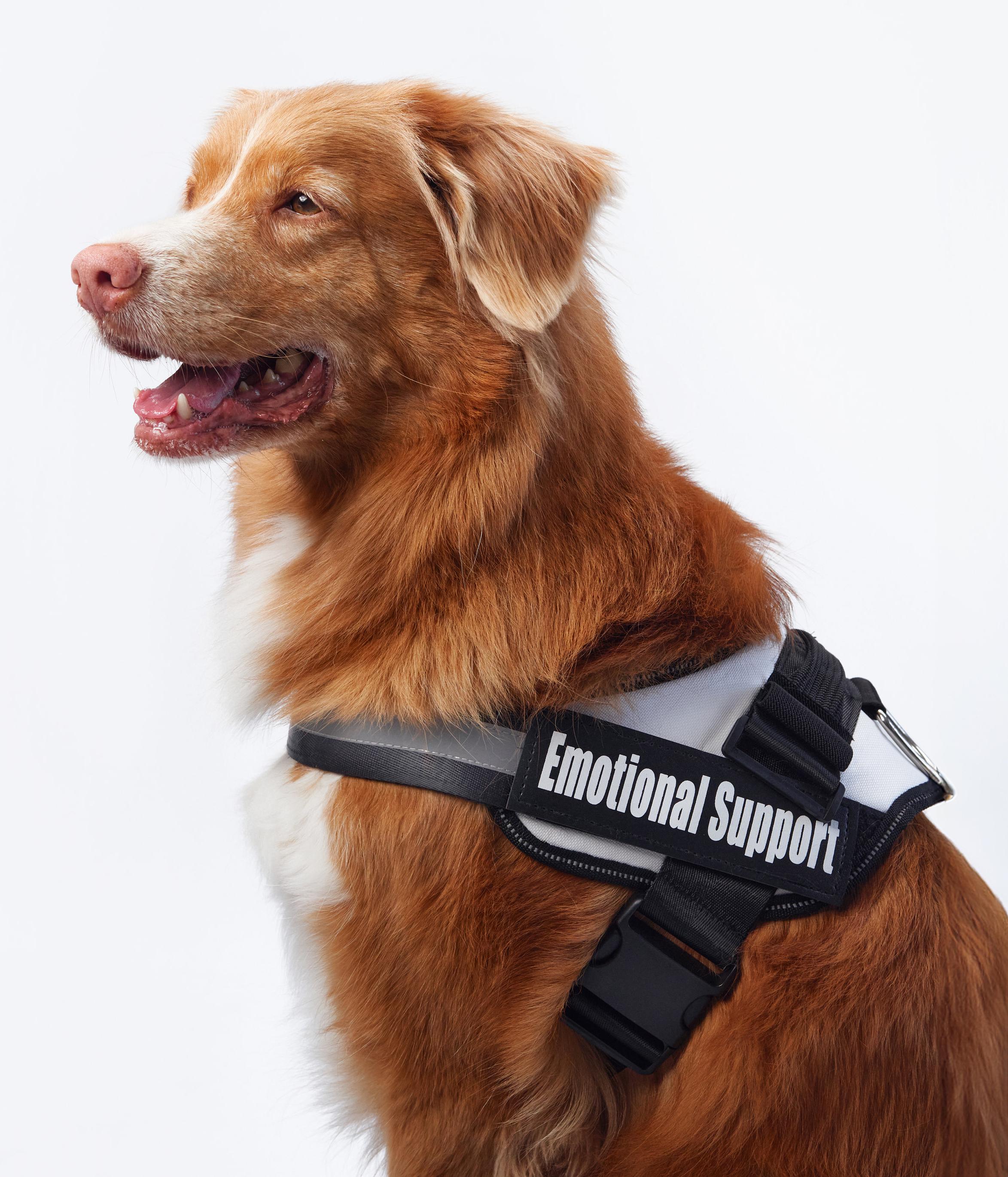 Emotional Support Dog Vest Harness Reflective Breathable Adjustable ESA Harness Therapy Dog Vest ESA Dog Accessories Removable ESA Patch Etsy