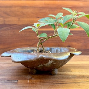 May include: A small green plant with light green leaves growing in a shallow, bronze-colored ceramic bowl. The bowl features a scalloped, flower-like rim and rests on three small, rounded feet, containing dark soil around the plant base.