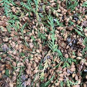 Northern white cedar cones and leaves, dried cedar, white cedar, spiritualism, intention, herbs