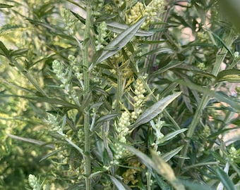 Home grown dried mugwort bundle, mugwort smoke incense, dry mugwort, dried herbs, artemisia vulgaris, dried herb bundle, dream work