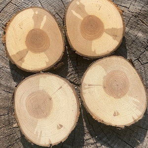 Single Apple wood slice, wood disc, wood burning blank, ornament blank, circle