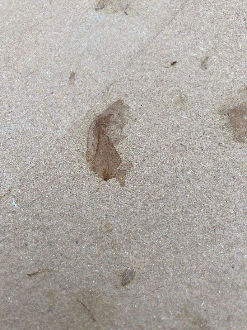 Puede incluir: Primer plano de una hoja seca de color marr&oacute;n sobre una superficie texturizada de color marr&oacute;n claro.