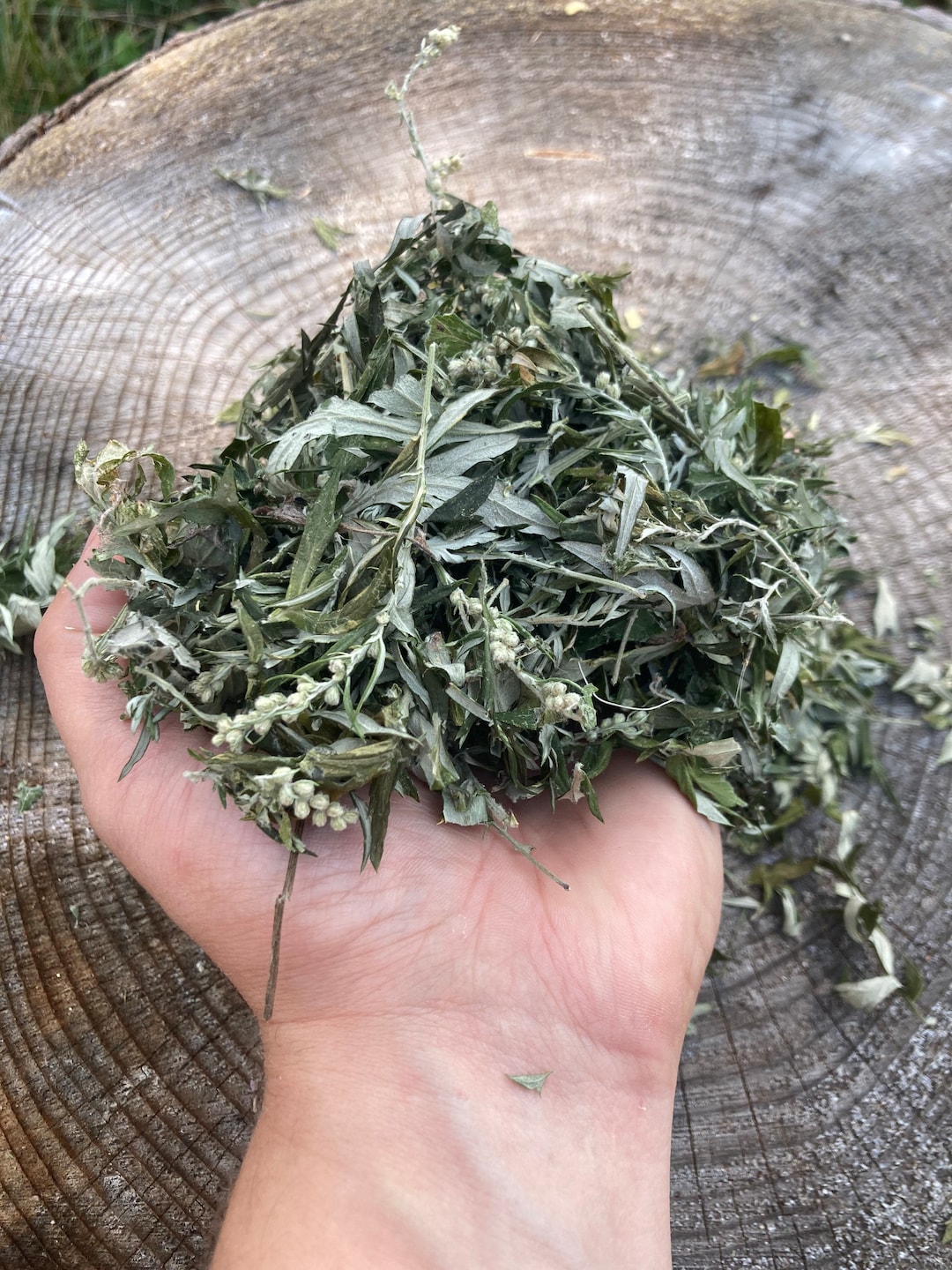 Home Grown Dried Mugwort, Loose Herb, Mugwort Smoke Incense, Dry Mugwort, Dried Herbs, Artemisia