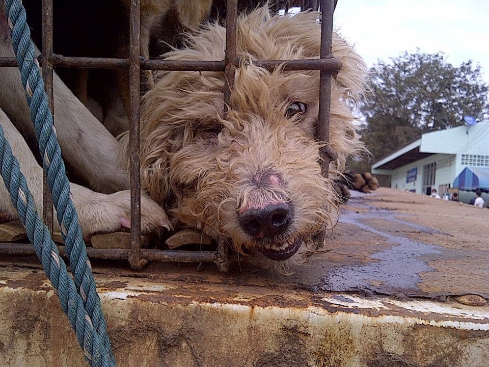 Do They Eat Dogs In Thailand