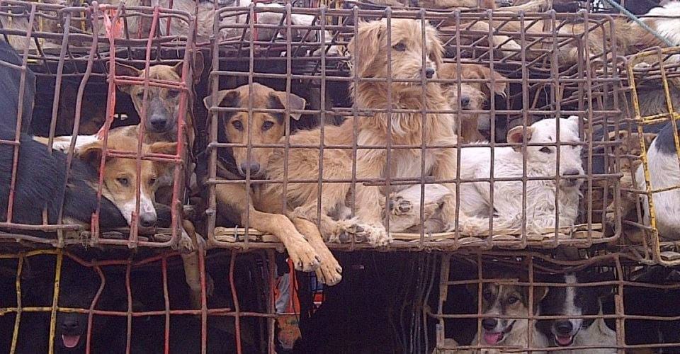 DOG MEAT TRADE ~ Free Gift 4 Donation to End this Barbaric Torture