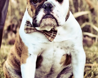 Matching Bow Ties by Swanky Pet