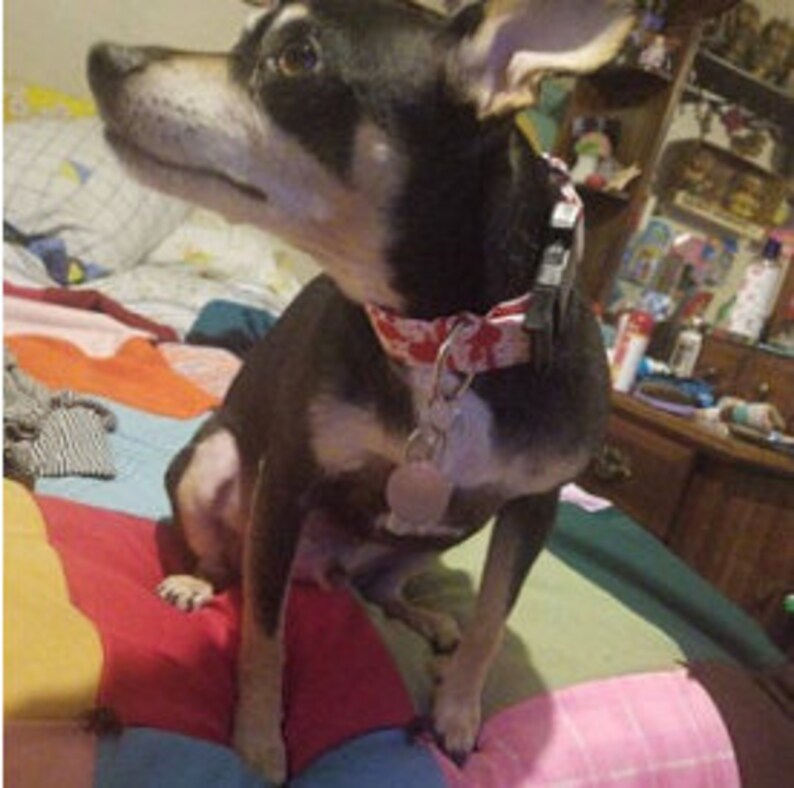 May include: A small black and brown dog with a red and white collar sits on a colorful patchwork quilt. The dog has perked ears and is looking upwards. A metal tag hangs from the collar.