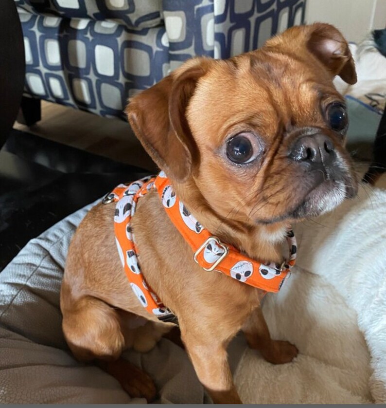 May include: A small, brown dog wearing an orange and white skull-patterned harness. The dog has large, expressive eyes and is sitting on a light-colored surface. The harness has a metal buckle.