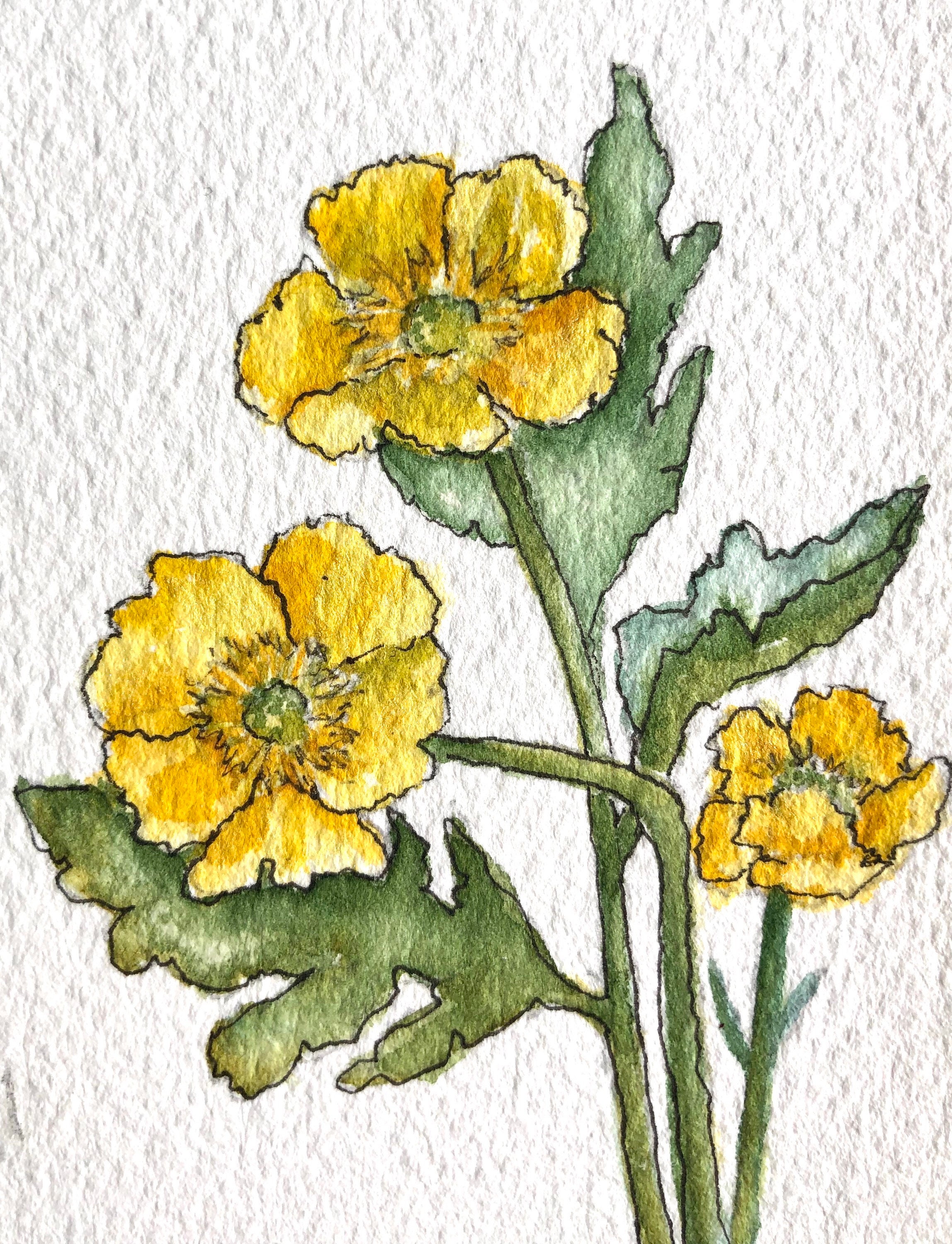 Buttercup Flowers Art Card Original Watercolor Artist Trading Etsy