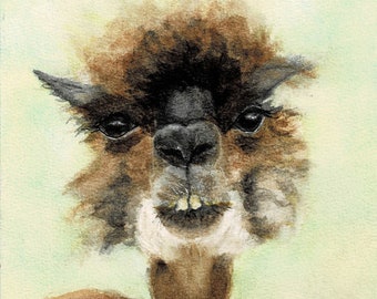 Evvy the Alpaca