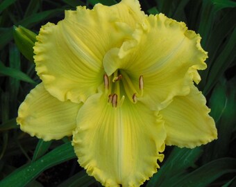 Daylily Plants - Sour Puss