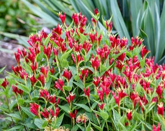 Spigelia marilandica &#39;Apple Slices&#39; Plants