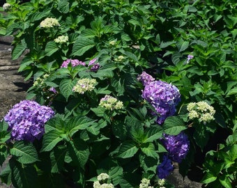 Rock and Roll Hydrangea Plant