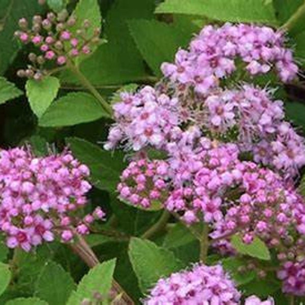 Candy Lace Spirea Plant