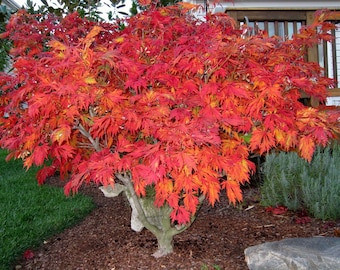 Aconitifolium Japanese Maple Tree