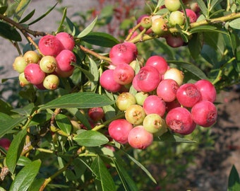 Pink Lemonade Blueberry Plants