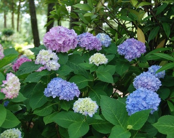 Penny Mac Hydrangea Plants