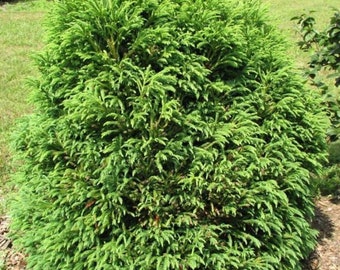 Cryptomeria 'Gyokuryo' Plant