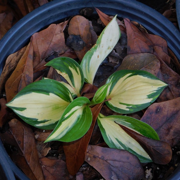 Hosta Plant - Fire and Ice