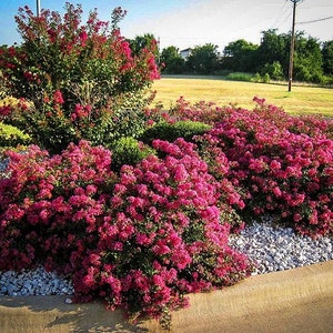 May include: A vibrant landscape featuring clusters of pink flowering bushes and a large tree with similar blooms. The bushes are surrounded by white gravel, with a concrete border. The background includes green grass, trees, and a clear blue sky.