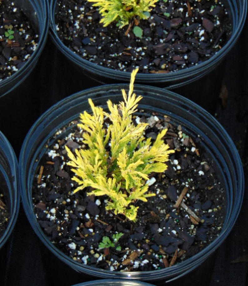 Lime Glow Juniper Plants Etsy