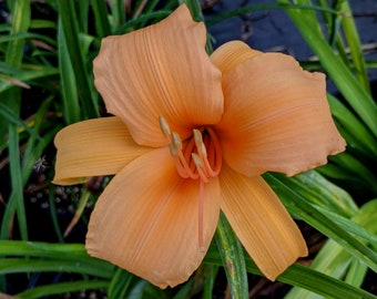 Daylily Plant - 20194