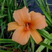 see more listings in the Daylily Plants section