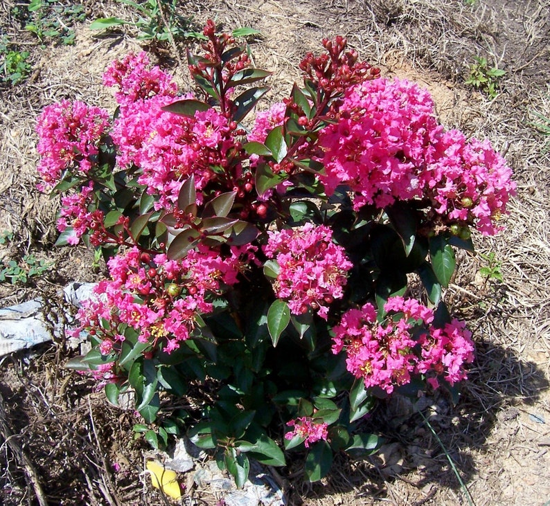 Crape Myrtle CM2