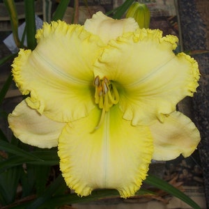 Daylily Plant - 81