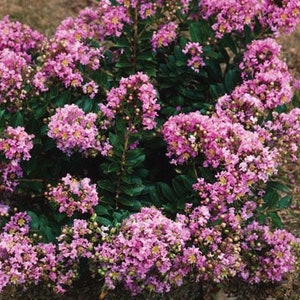 Dwarf Pink Crape Myrtle Plants CM13