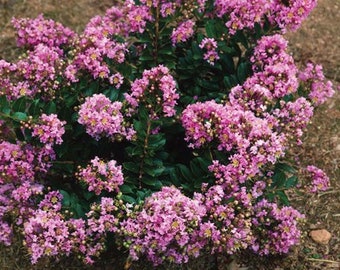 Dazzle Me Pink Crape Myrtle Plants