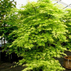 May include: A vibrant Japanese maple tree featuring delicate, lacy, lime-green foliage. The tree has a dense, multi-branched structure with slender, pointed leaves that create a lush, layered appearance within a nursery setting.