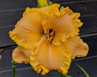 Williamsburg County Daylily Plant