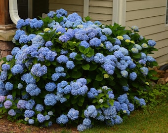 Blue Aurora Hydrangea Plants