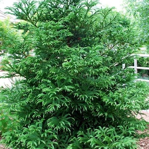 May include: A lush green coniferous tree with dense, feathery foliage. The tree is approximately 1.5 meters tall and has a rounded shape.