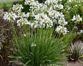 Agapanthus &#39;Galaxy White&#39; Plant
