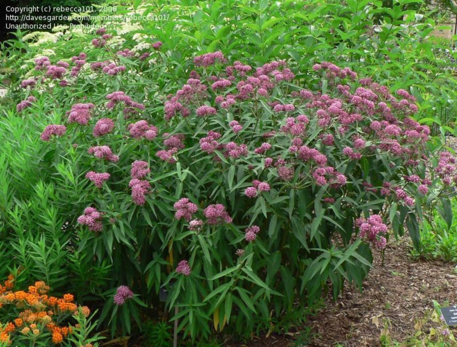 Pink or Swamp Milkweed Plants asclepias Incarnata | Etsy