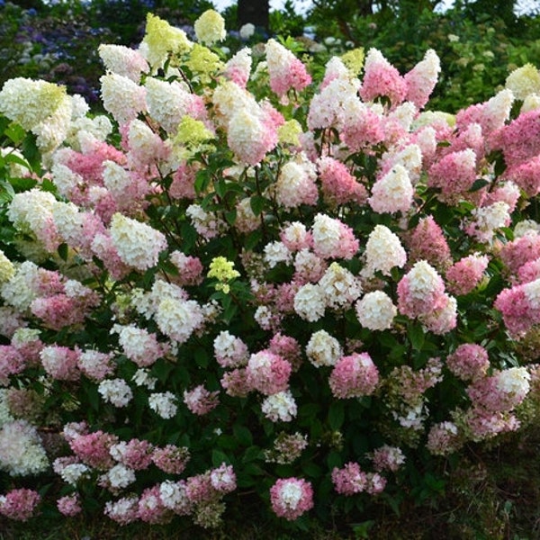 Strawberry Sundae Hydrangea Plant