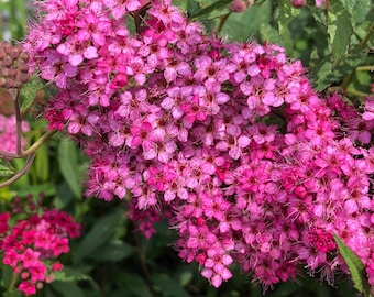 Reeves Spirea - Bridal Wreath Spirea - Summer White Flowers