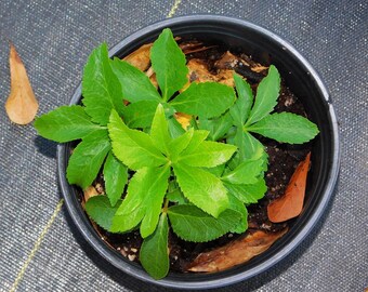 Mixed Color Lentin Rose Seedlings