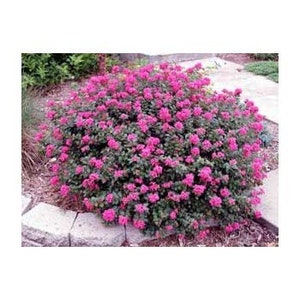 May include: A vibrant bush covered in bright pink flowers. The bush is full and lush, with green leaves peeking through the blooms. It is planted in a garden bed with a stone border and a paved walkway in the background.