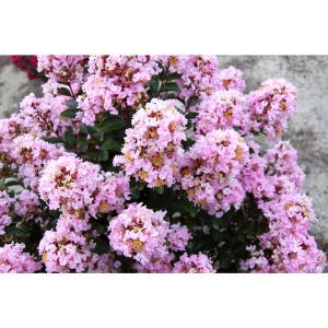 May include: Close-up of a flowering crape myrtle bush. The image showcases clusters of light pink flowers with yellow centers and dark green leaves. The flowers are in full bloom, creating a dense, textured appearance.
