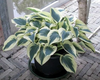 Blue Ivory Hosta Plants