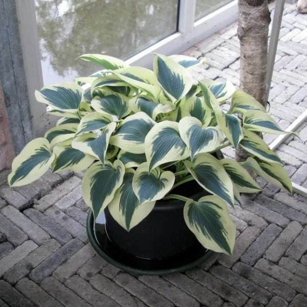 Blue Ivory Hosta Plants