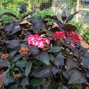 May include: A close-up of a hydrangea bush with dark purple leaves and vibrant pink and red flowers. The flowers have a white border. The bush is in a garden setting with a blurred background of green foliage and a wooden fence.